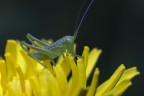 Grillo minuscolo Grillo minuscolo