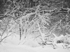 Ricami invernali Ricami invernali