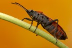 Cimice rosso nera Cimice rosso nera