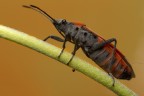 Cimice II Cimice II