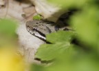 vipera vipera