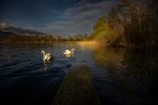 Double swan Double swan