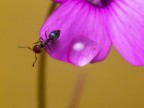 Formica Formica