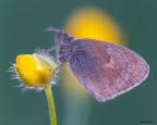 Ninfa minore Ninfa minore