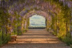 Glicine alla Monet Glicine alla Monet