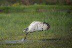 Ibis sacro Ibis sacro