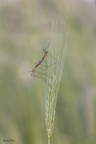 Richiami di primavera, Nephrotoma appendiculata Richiami di primavera, Nephrotoma appendiculata