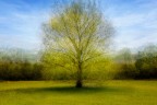 Albero nella radura Albero nella radura