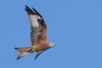 Nibbio reale (Milvus milvus) Nibbio reale (Milvus milvus)