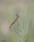 Richiami di primavera, Nephrotoma appendiculata Richiami di primavera, Nephrotoma appendiculata
