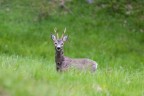 Capriolo maschio Capriolo maschio
