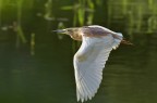 Sgarza in volo Sgarza in volo