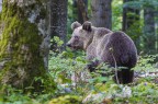 Orso bruno Orso bruno