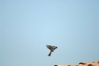 passerotto passerotto