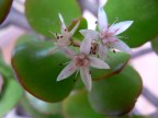 Fiore Fiore