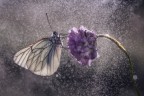 Macro_Giu2024_1 Macro_Giu2024_1