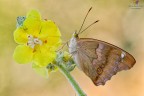 Apatura ilia... Apatura ilia...