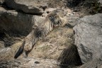 Marmotta
