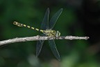 Onychogomphus forcipatus in pieno sole