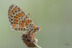 melitaea Didyma1