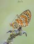 Melitaea Didyma2