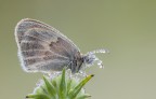 coenonimpha-pamphillus- coenonimpha-pamphillus-
