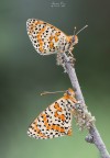 TWO Melitaea is meglio che one