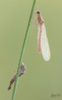 Coenagrion tenellum Coenagrion tenellum