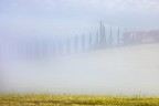 grano e cipressi grano e cipressi