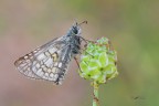 Pyrgus-sidae_DSC08811 Pyrgus-sidae_DSC08811
