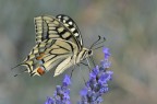 Papilio machaon Papilio machaon