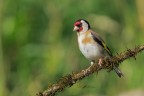 Cardellino_DSC08849 Cardellino_DSC08849
