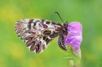 Zerynthia cassandra Zerynthia cassandra