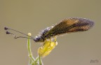 Libelloide sicula Libelloide sicula