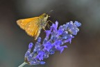 Ochlodes silvanus Ochlodes silvanus