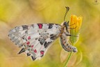 Zerynthia (Allancastria) cerisy...backlight Zerynthia (Allancastria) cerisy...backlight