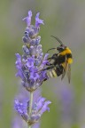 Imenottero su lavanda Imenottero su lavanda