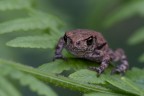Macro Giu2024_2 Macro Giu2024_2