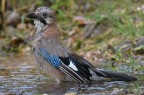 Ghiandaia al bagno Ghiandaia al bagno
