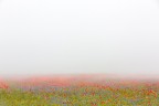 papaveri e nebbia