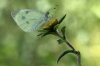 Pieris mannii Pieris mannii