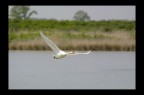 cigno cigno