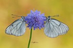 Aporie-cratagei_DSC1734 Aporie-cratagei_DSC1734