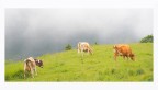 al pascolo nebbioso