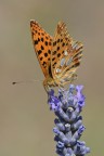 Issoria lathonia Issoria lathonia