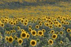 Girasoli_Lug2024_3