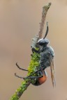 Sphex funerarius Sphex funerarius