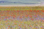 fioritura fioritura