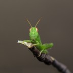 piccola cavalletta II