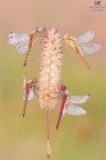 Sympetrum festival.... Sympetrum festival....